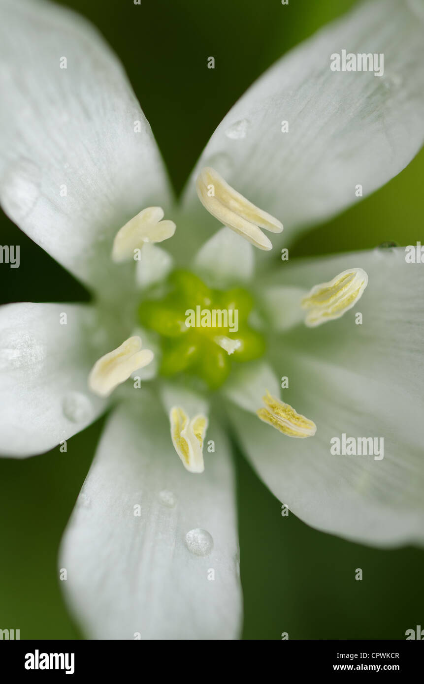flowering pollen laden anther stamen after rainfall on white flower petals Galtonia with drops rain water developing seeds Stock Photo