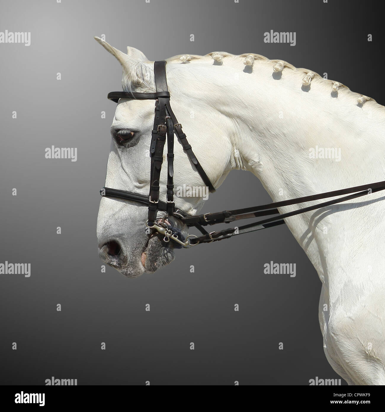 Black horse portrait hi-res stock photography and images - Alamy
