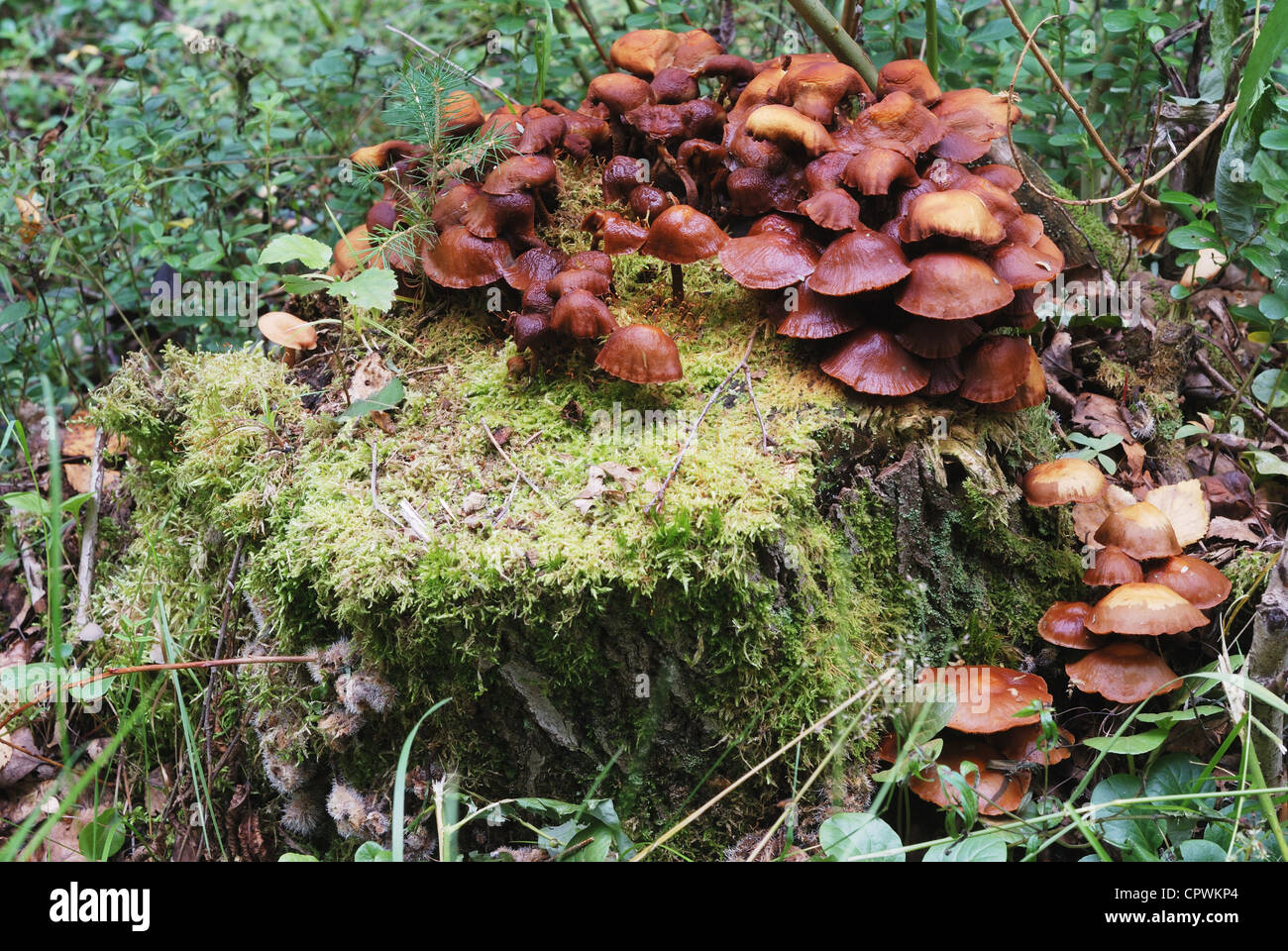 mushrooms on a treestump in the forest Stock Photo