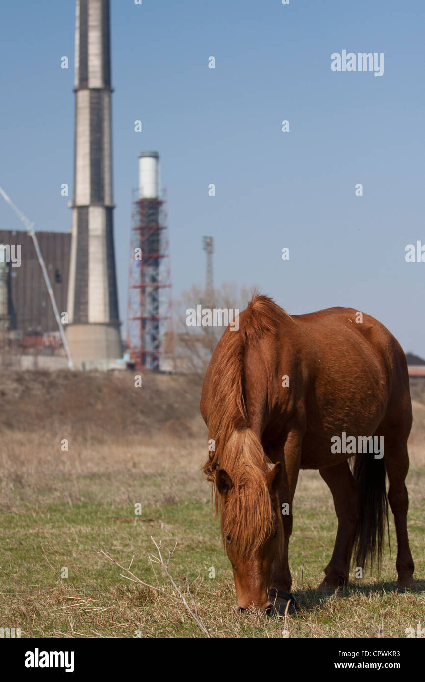 Horse feeding in front of the Bobov Dol power plant in western Bulgaria, large chimney in the background Stock Photo