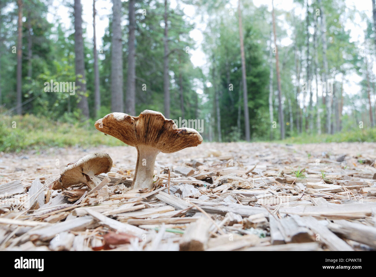 agaric mushrooms in natural enviroment, horizontal photo Stock Photo