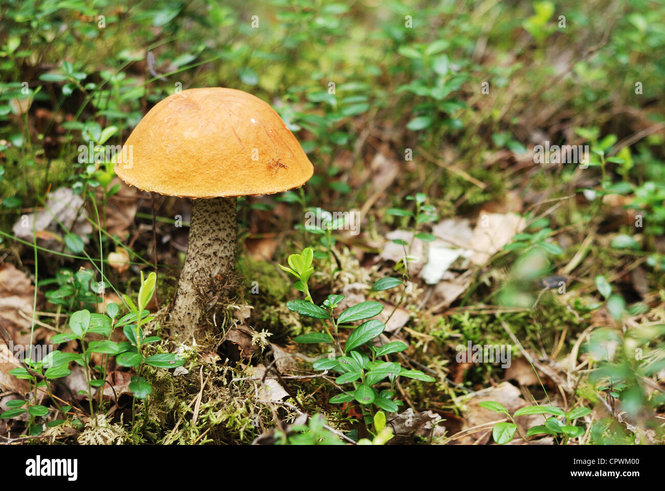very beatiful boletus mushroom in natural enviroment Stock Photo