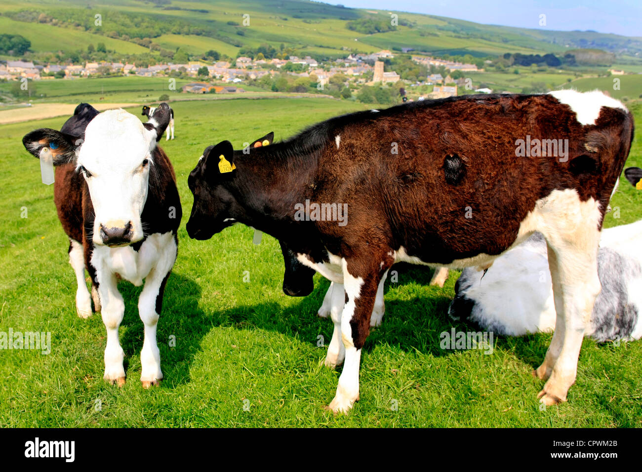 Black & White Friesian calves Stock Photo - Alamy