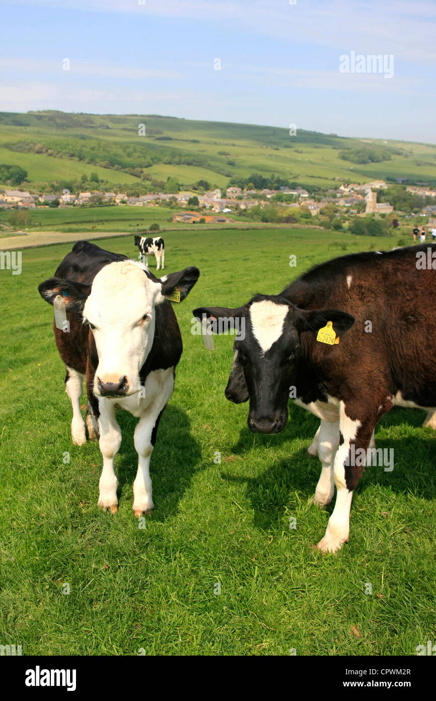 Black & White Friesian calves Stock Photo - Alamy
