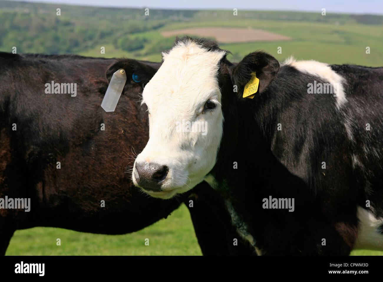 Black & White Friesian calves Stock Photo - Alamy