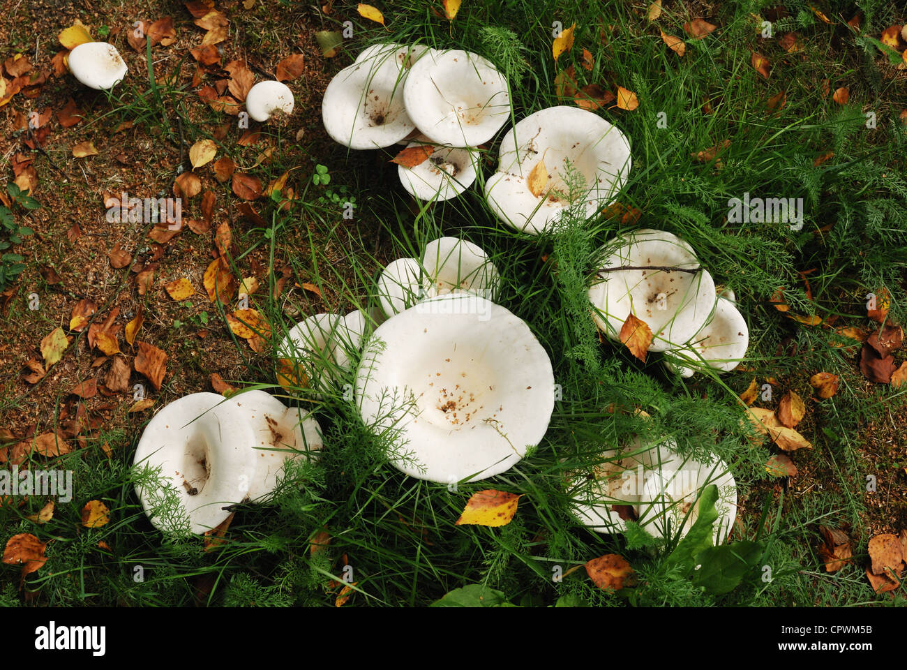 agaric mushrooms in natural enviroment, horizontal photo Stock Photo