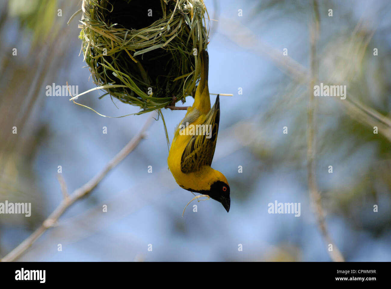 A Southern Masked Weaver bird building a nest in the tree. Johannesburg, South Africa. Stock Photo