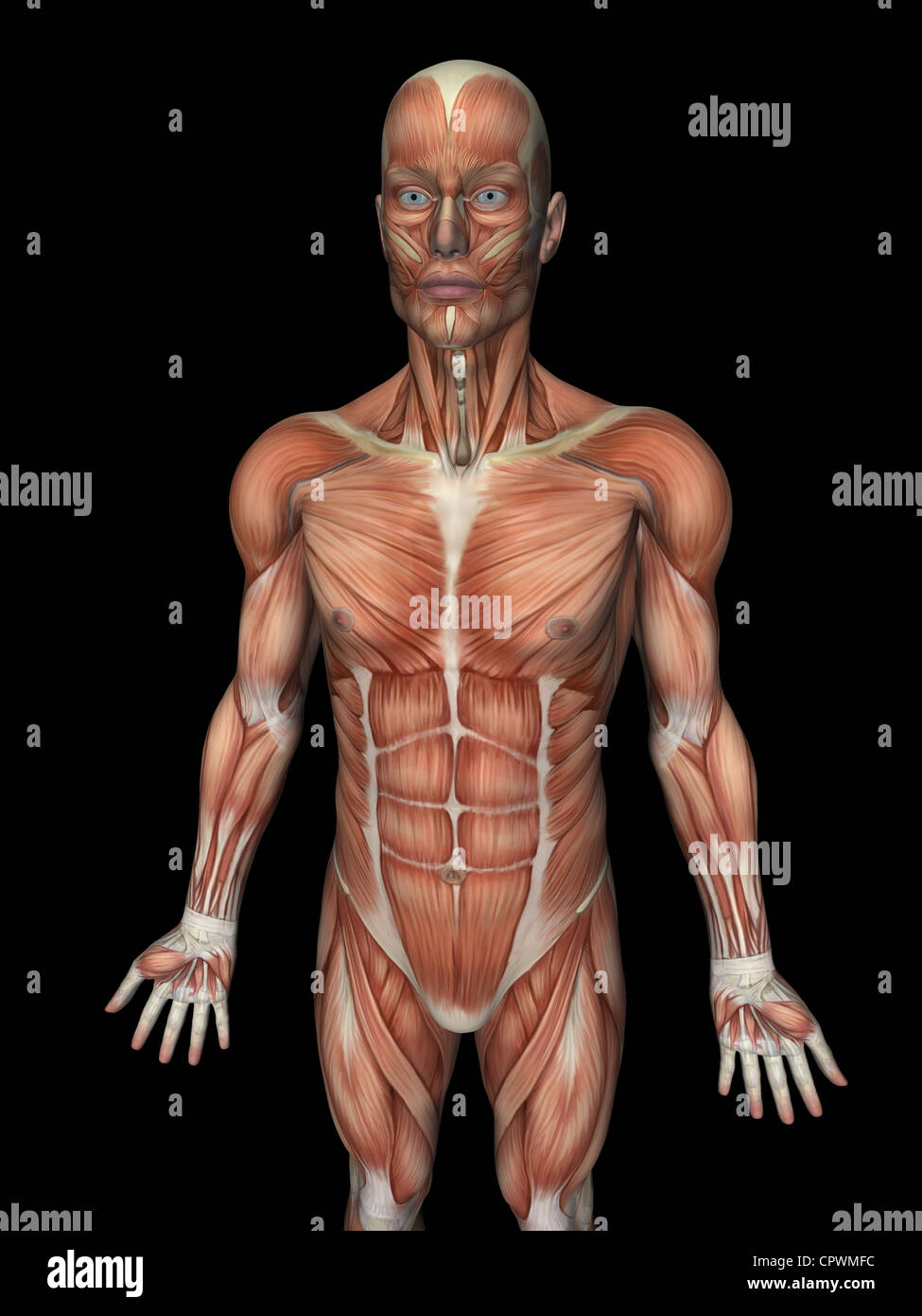 Anatomical illustration of the human body showing the superficial muscles Stock Photo