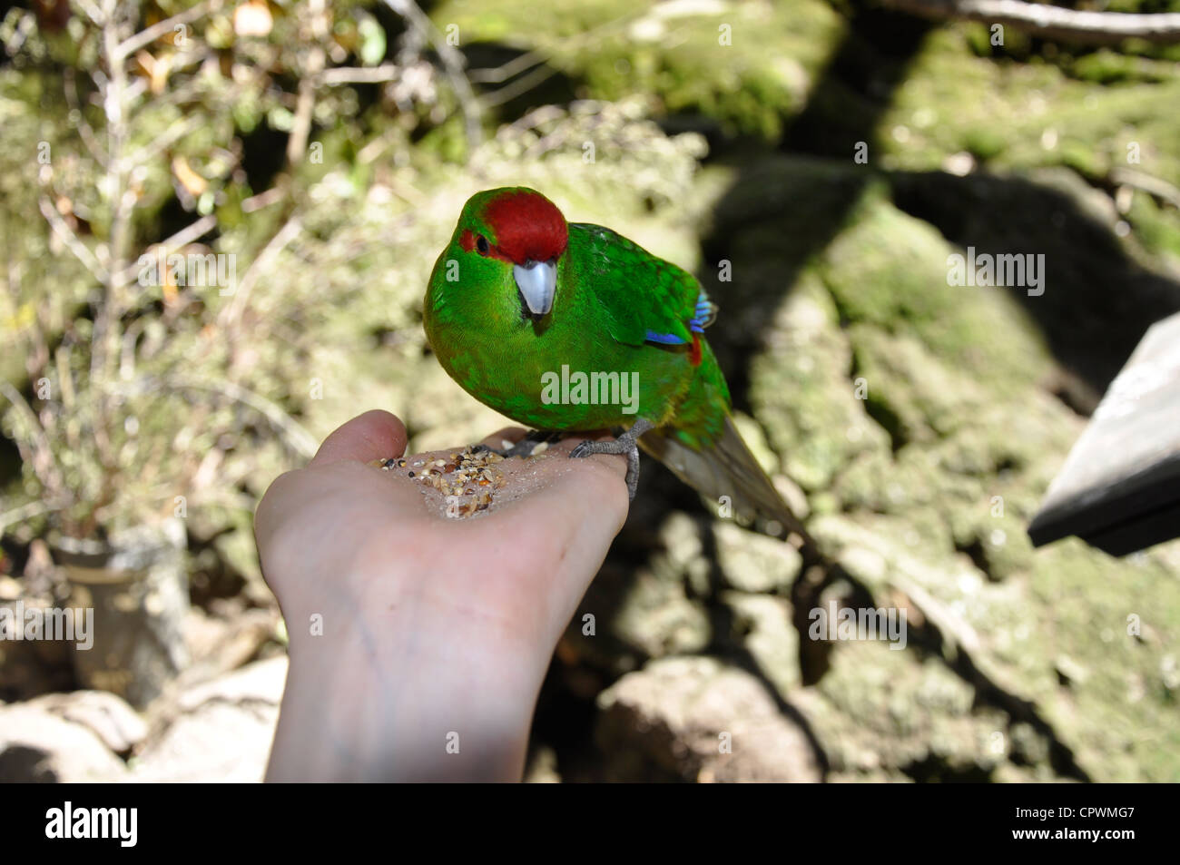 Kakariki Bird High Resolution Stock Photography and Images Alamy