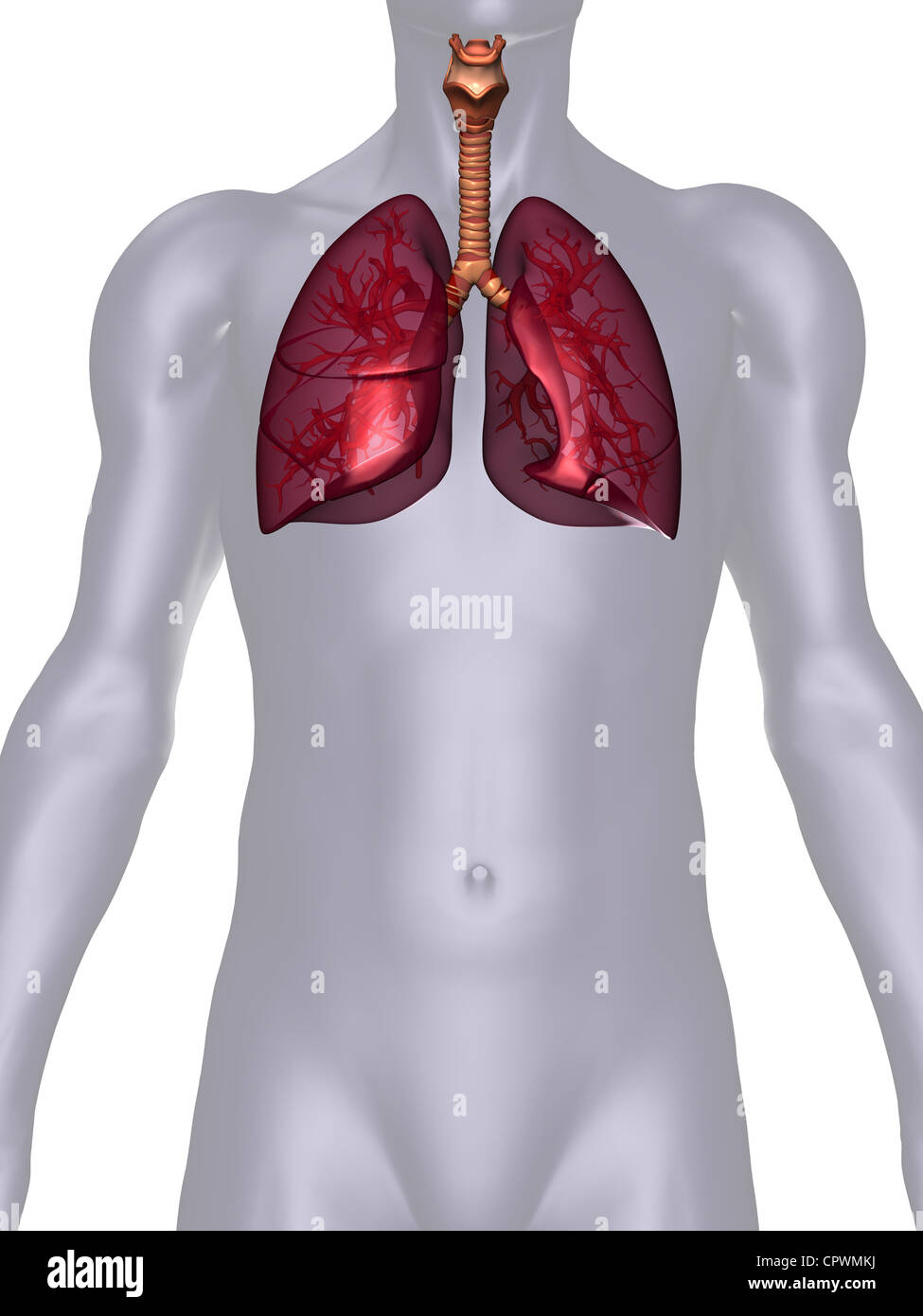 anatomical illustration of the human body showing the lungs Stock Photo