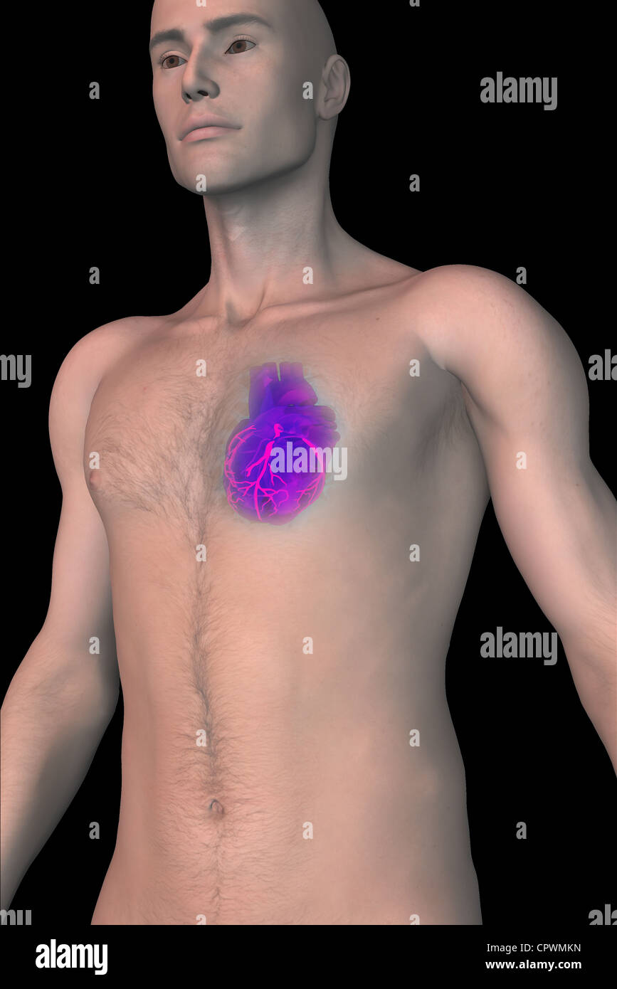 anatomical illustration of the human heart within a man's chest Stock Photo