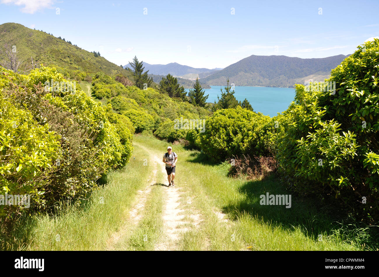 Queen Charlotte Track, Marlborough Sounds, South Island, New Zealand