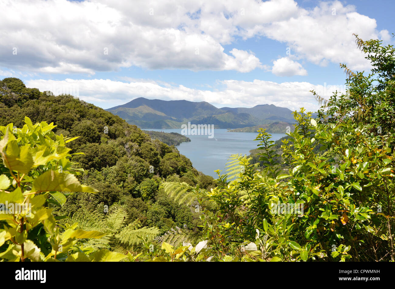 View of the Queen Charlotte Sound as seen from the Queen Charlotte Drive, Marlborough Sounds, South Island, New Zealand Stock Photo