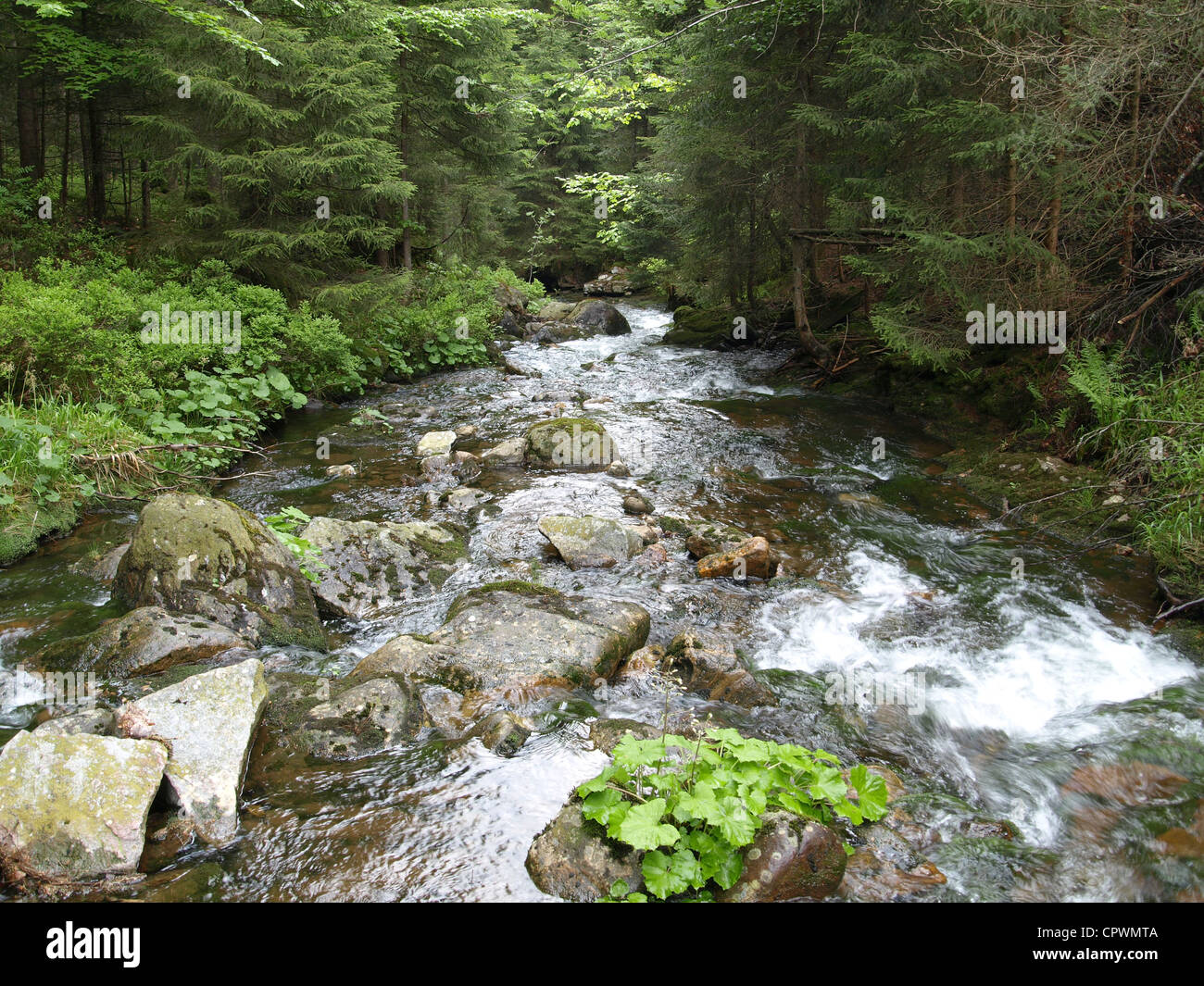 stream / woodstream / foreststream / Reisch, Bavarian Forest, Germany / Bach / Waldbach / Reischbach, Bayerischer Wald Stock Photo