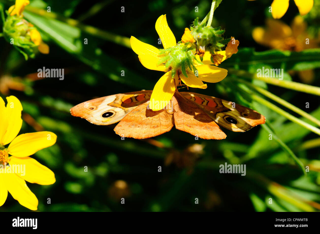 Common Buckeye Stock Photo