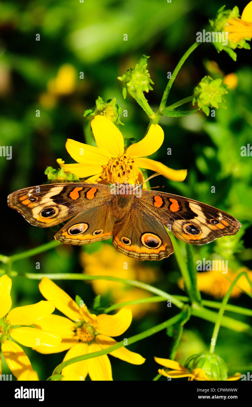 Common Buckeye Stock Photo