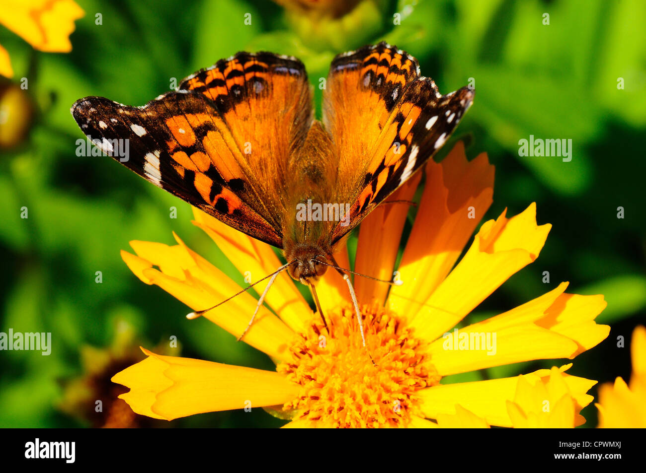 American lady vanessa virginiensis hires stock photography and images