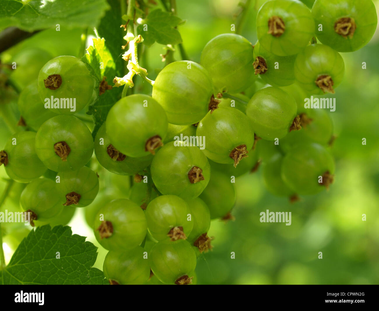unripe red currant in spring / ribes rubrum / unreife rote