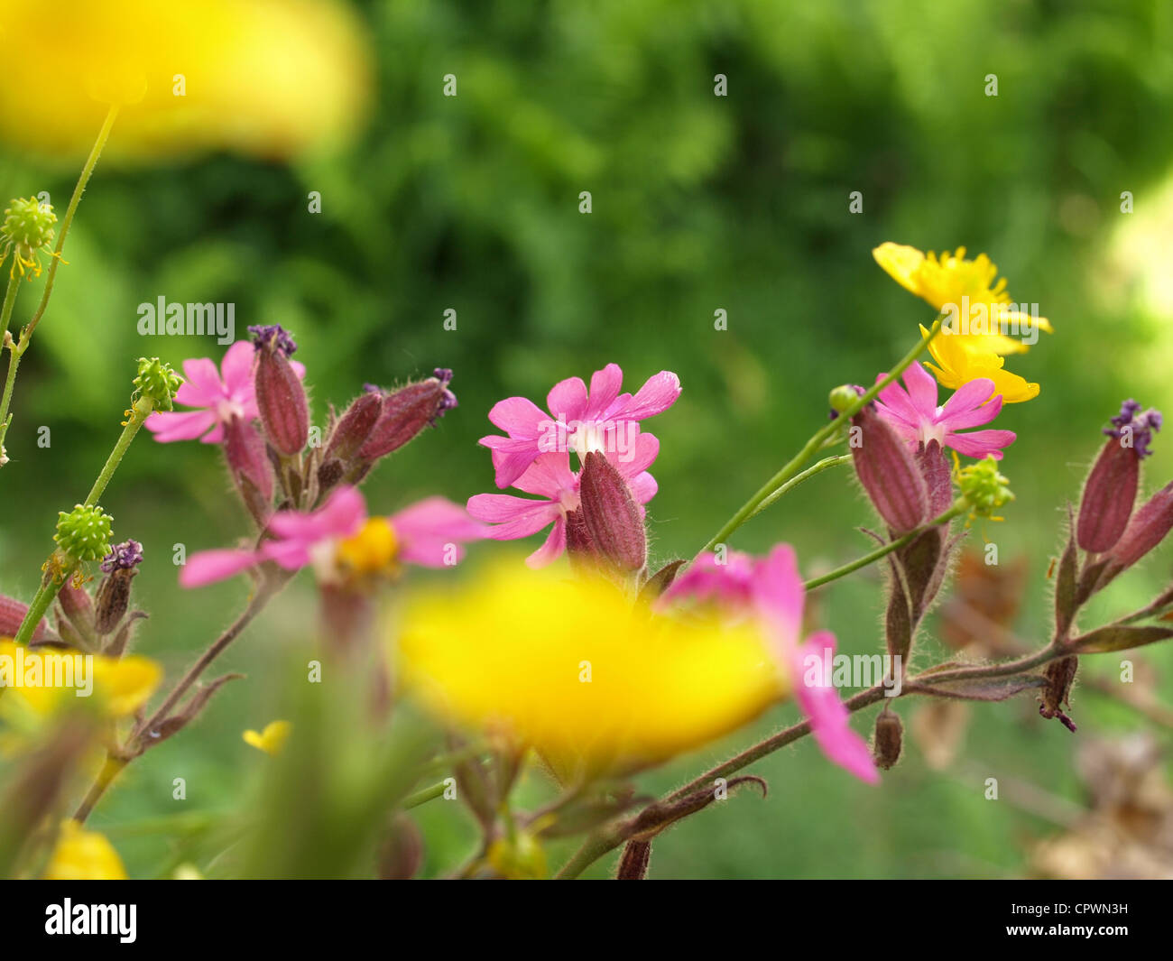 Buttercup plants hi-res stock photography and images - Alamy