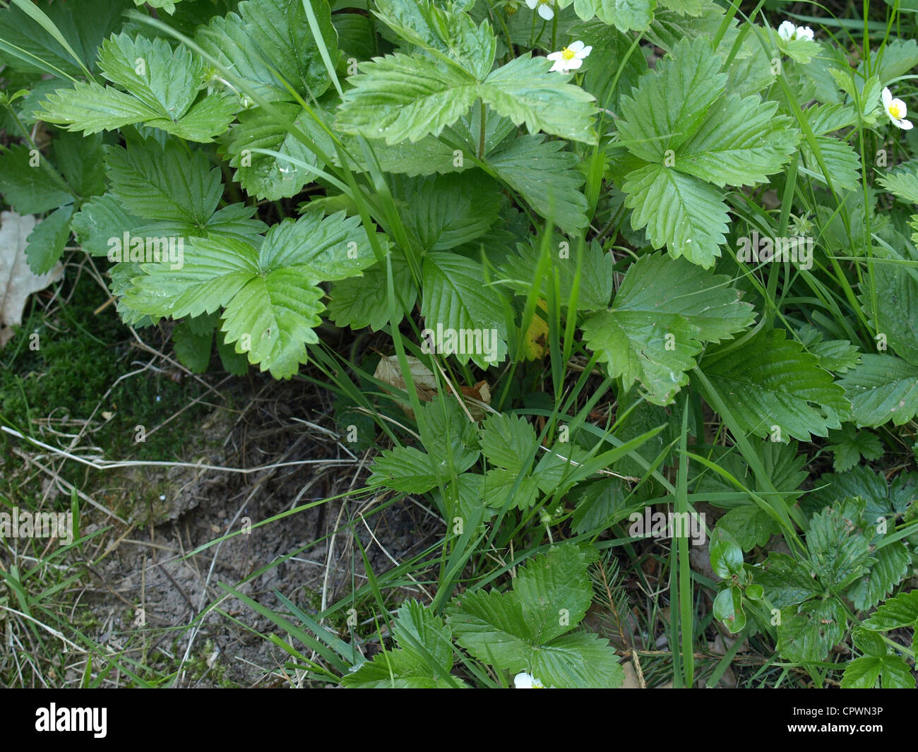 Wild Strawberries / Fragaria vesca / Walderdbeeren Stock Photo