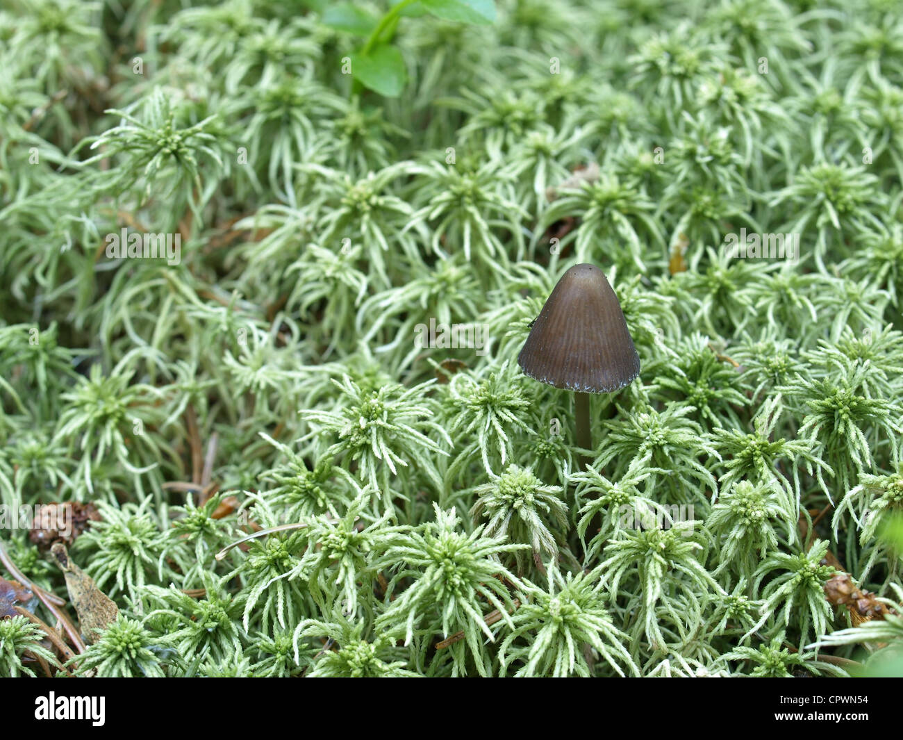 peat moss / Sphagnum with bonnet / Mycena Stock Photo