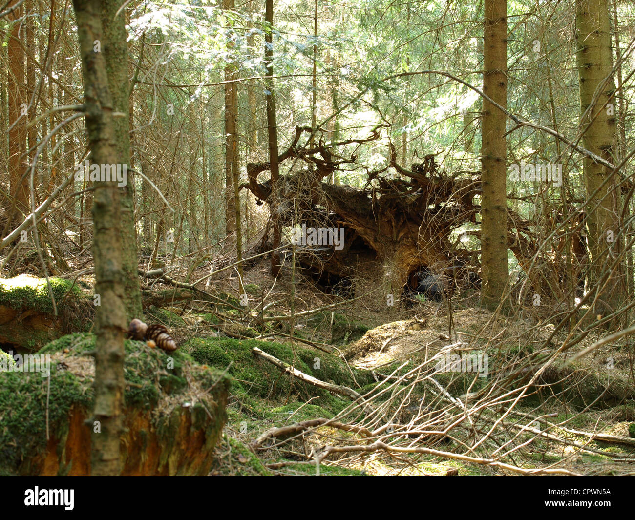 Wood landscape with uprooted tree and moss / Wald Landschaft mit Wurzelstock von entwurzeltem Baum und Moos Stock Photo
