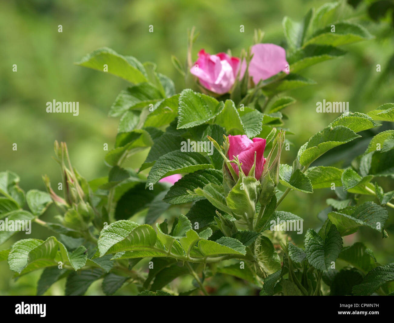 Bloom from Dog Rose / Dogrose / Rosa canina / Heckenrose / Hundsrose Stock Photo