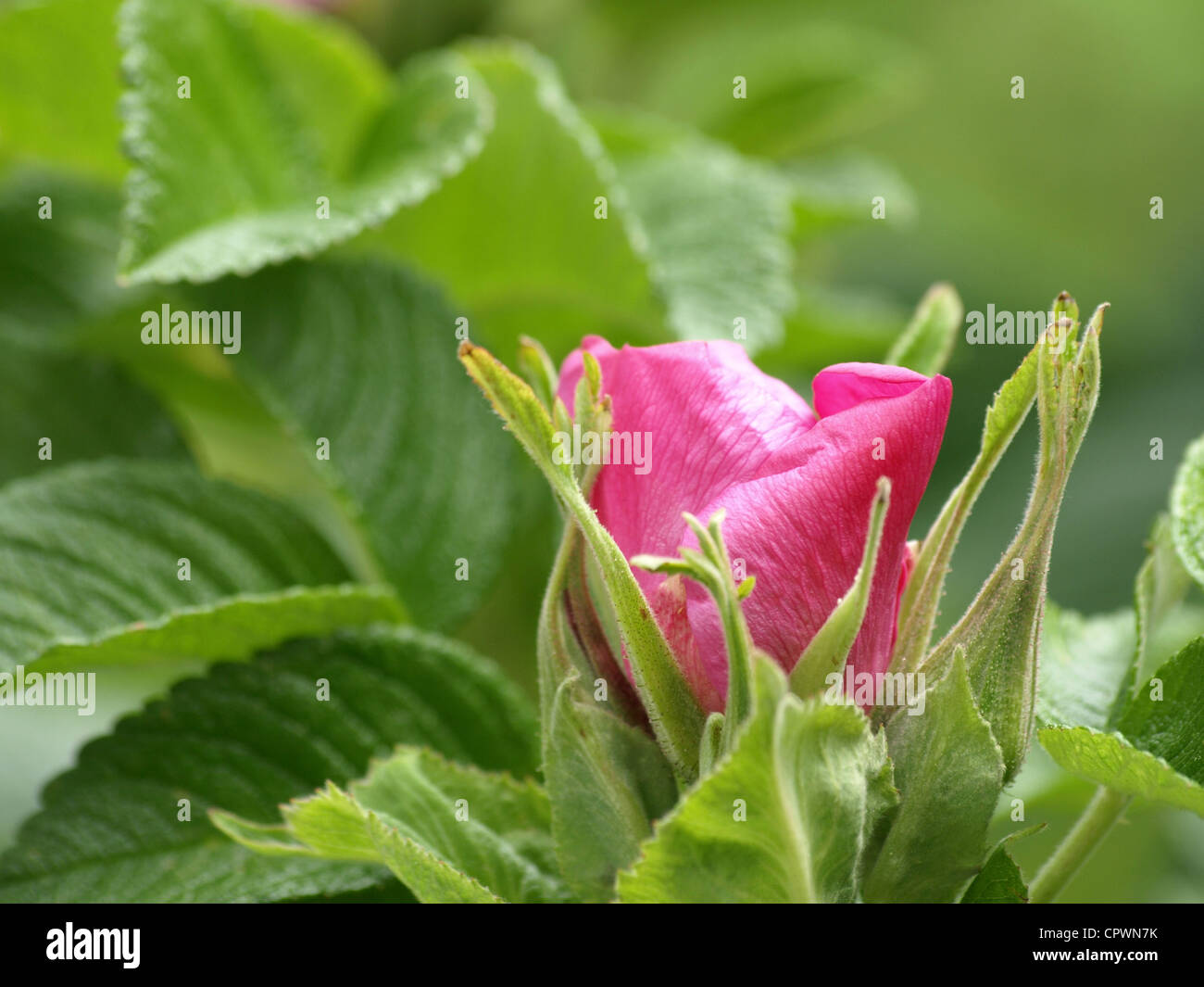 Bloom from Dog Rose / Dogrose / Rosa canina / Heckenrose / Hundsrose Stock Photo