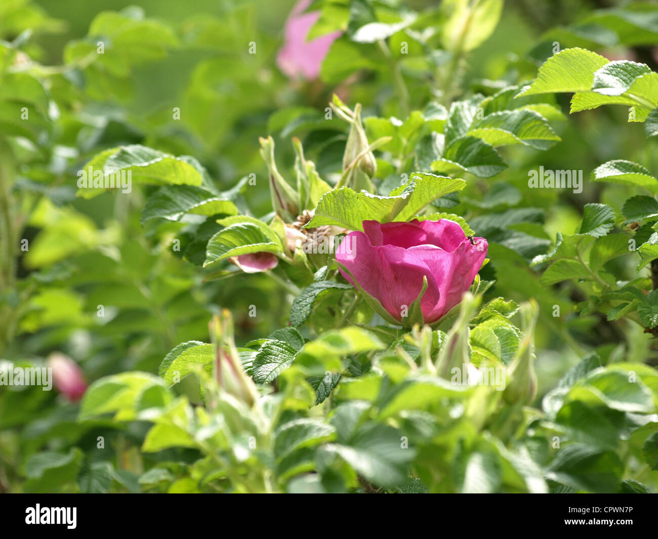 Bloom from Dog Rose / Dogrose / Rosa canina / Heckenrose / Hundsrose Stock Photo