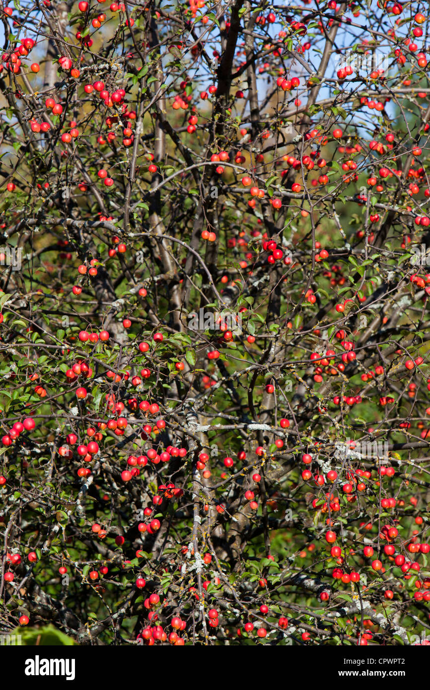 Red sentinel ( malus x robusta , crab apple tree ) apple tree and