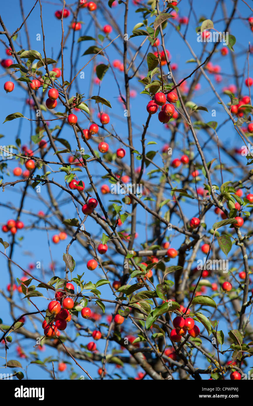 Red sentinel ( malus x robusta , crab apple tree ) apple tree and