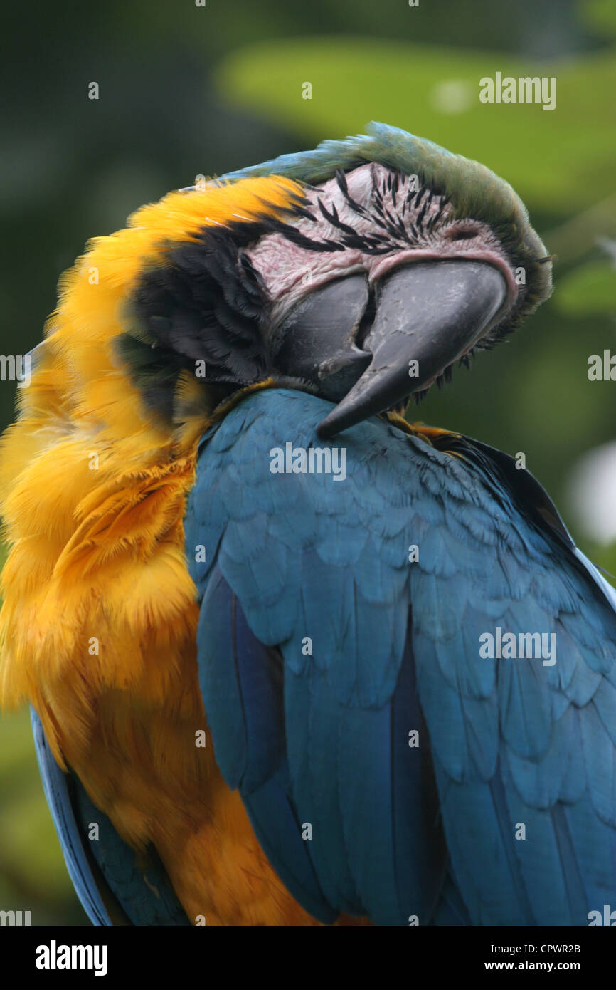 Yellow & Blue Parrot, Guayaquil, Ecuador Stock Photo