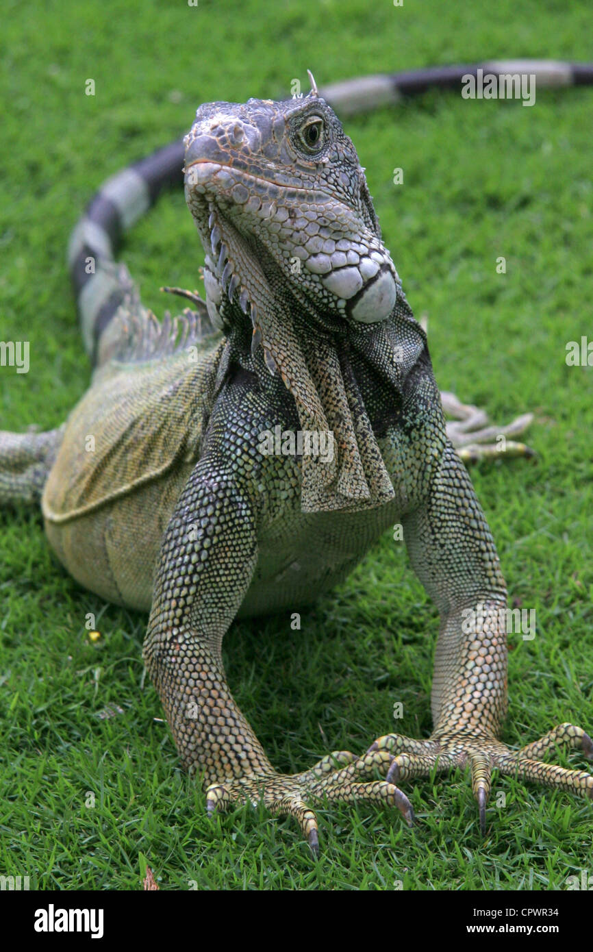 Iguana sitting on the grass, Parque Bolivar, Guayaquil, Ecuador Stock Photo