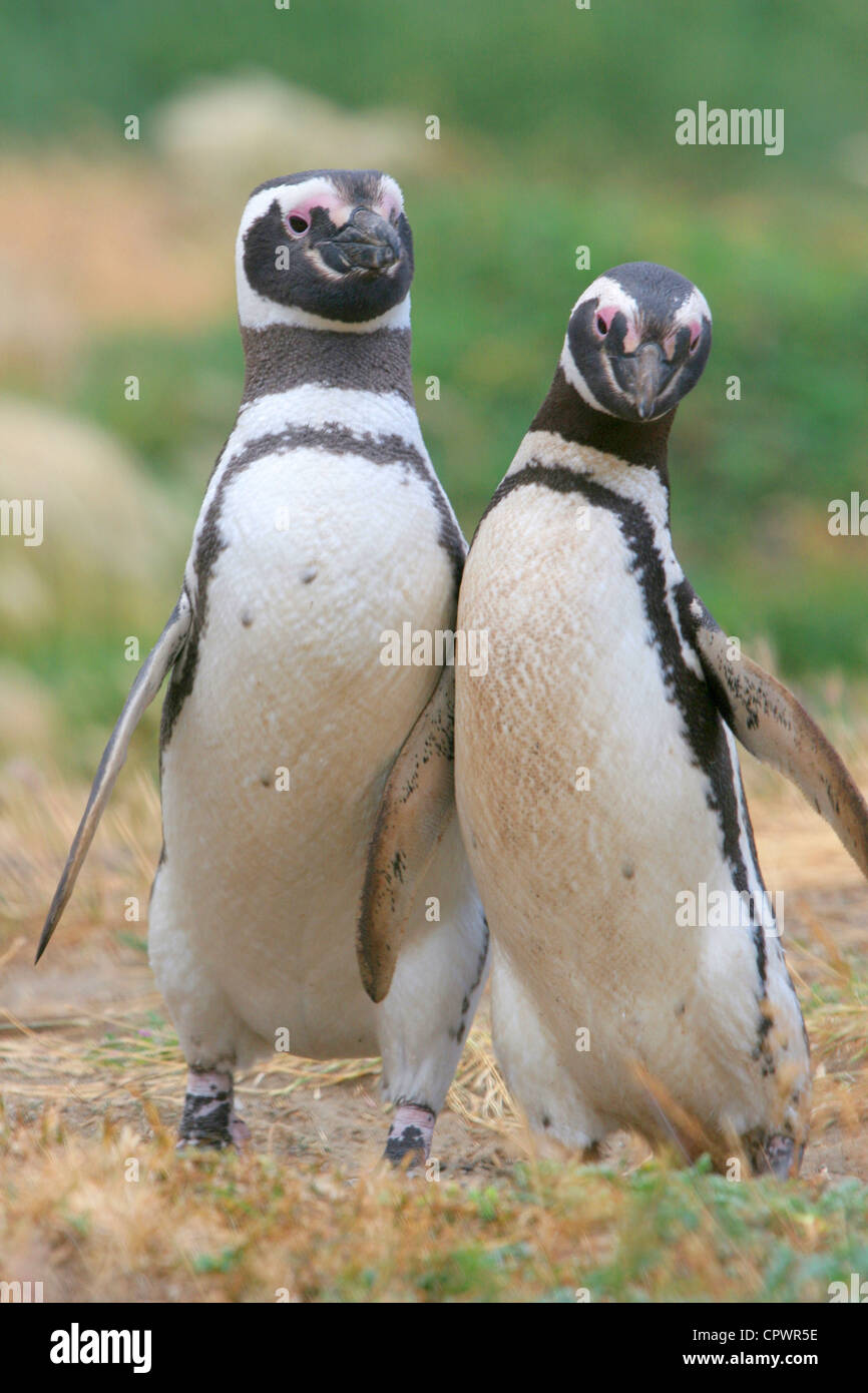 Two Magellanic penguins walk into each other. Stock Photo