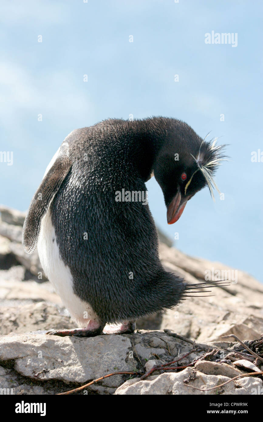 Rock Hopper Penguin standing on rocks, cleaning itself. Stock Photo