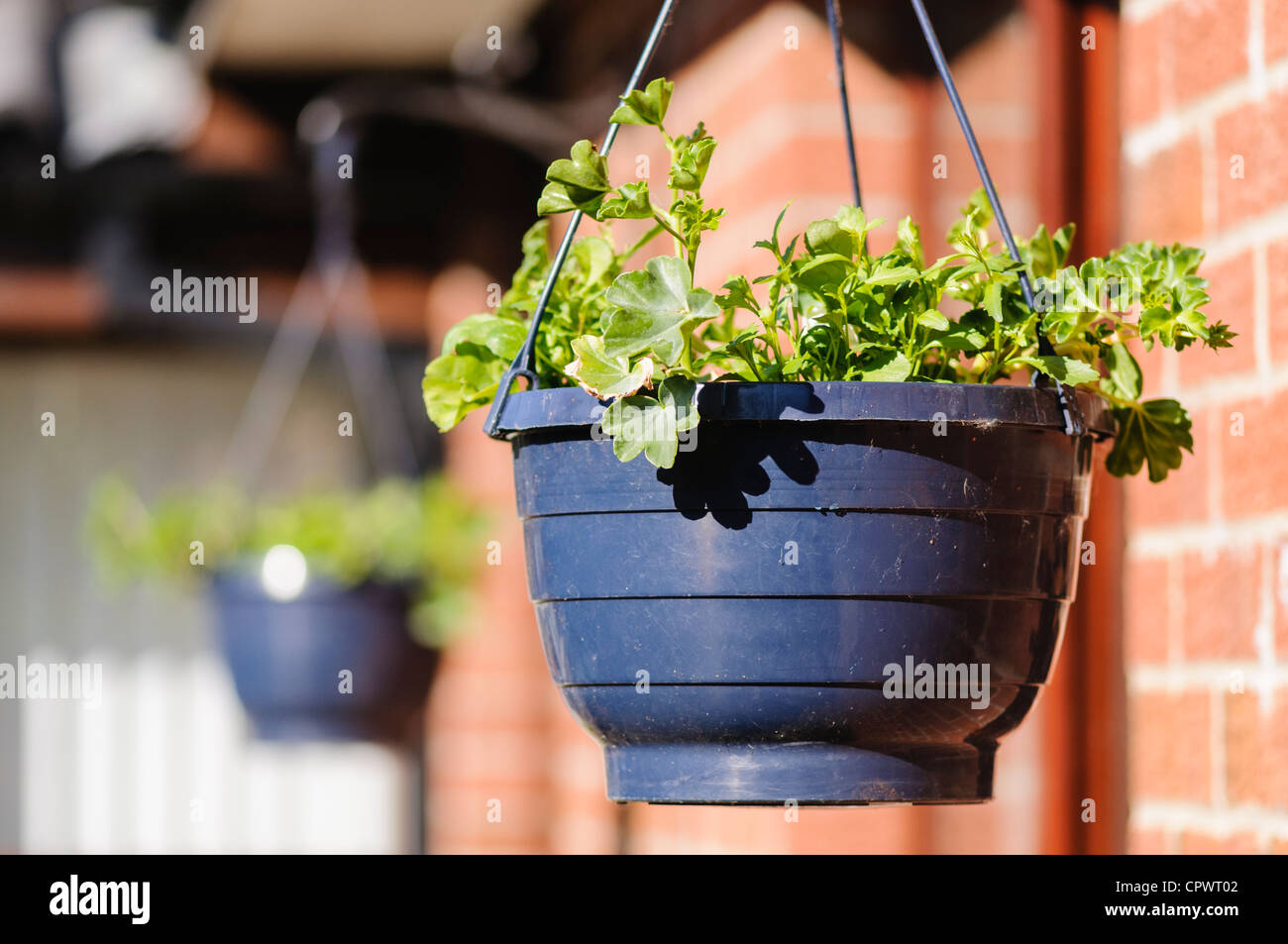 Newly planted geraniums in hanging baskets Stock Photo Alamy