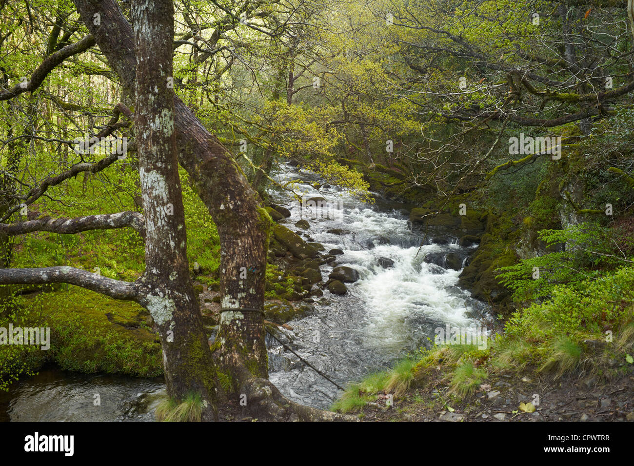 The river Dart up stream of Newbridge, Dartmoor National Park Devon England Stock Photo