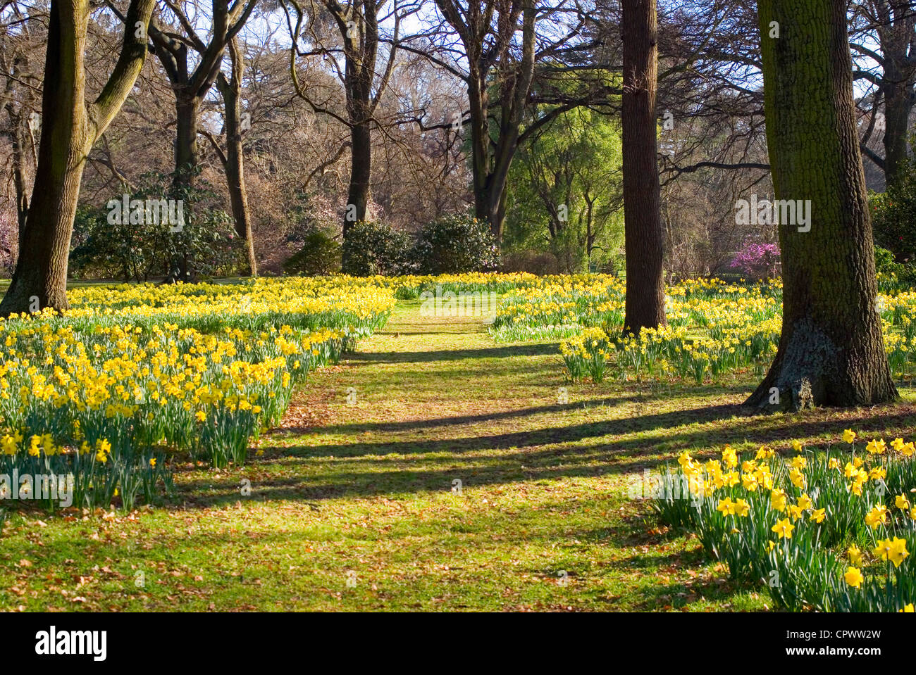 Spring in Christchurch, New Zealand, means thousands of daffodils in Hagley Park. Stock Photo