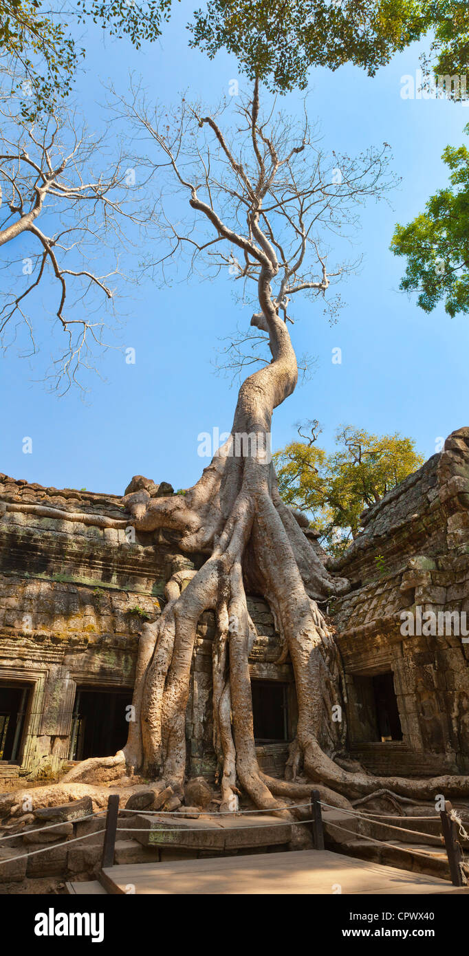 Ancient tropical rainforest trees overgrowing the ruined temple walls, Ta Prohm, Angkor, Siem Reap Province, Cambodia. Stock Photo