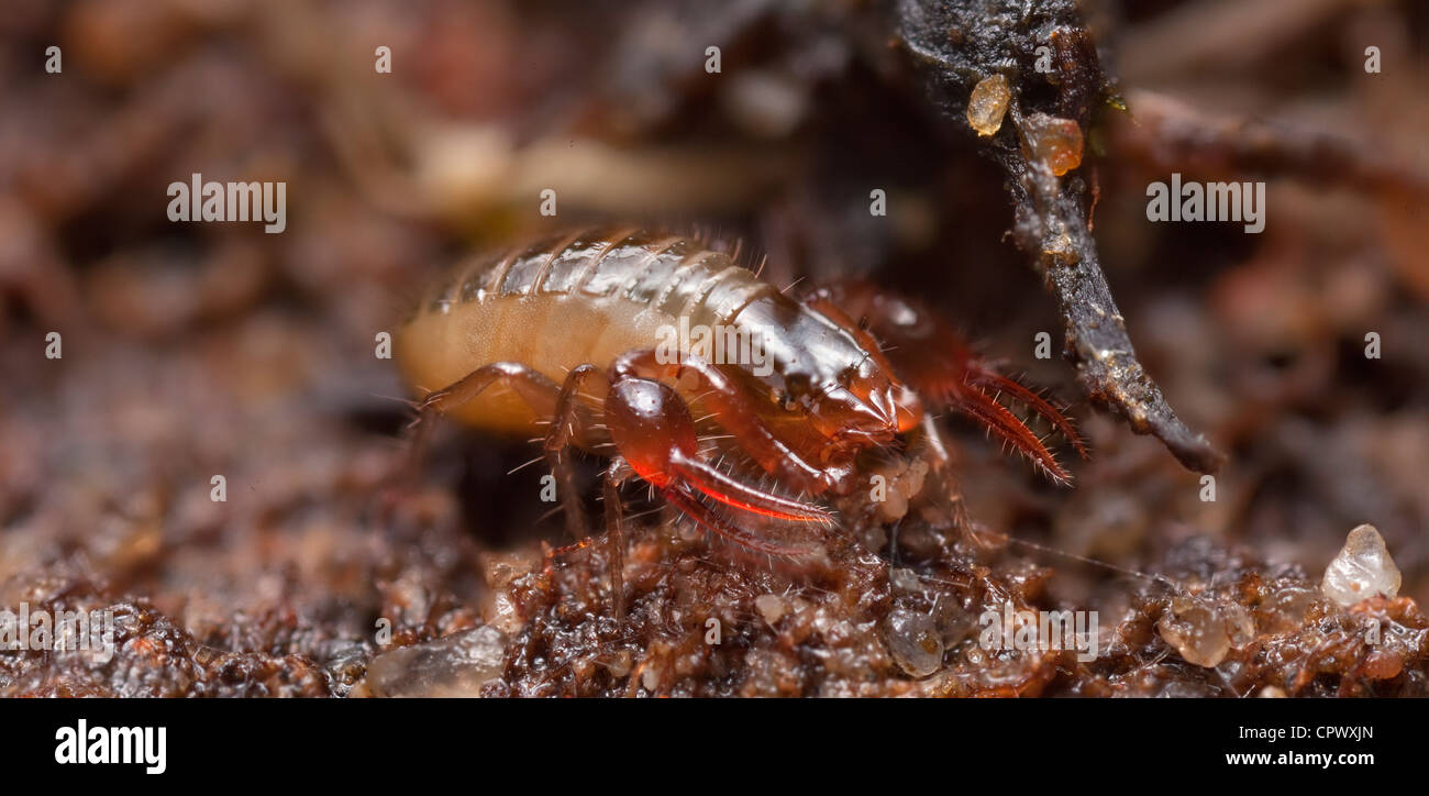 High macro view of a pseudoscorpion lurking in ground soil. Stock Photo