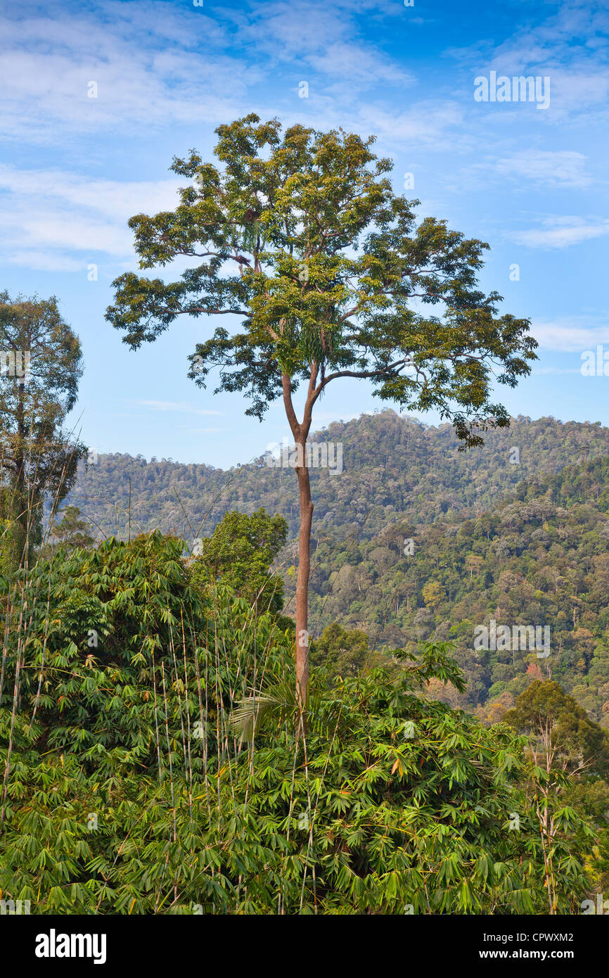 Tropical rainforest highland view, Malaysia, forested hills Stock Photo