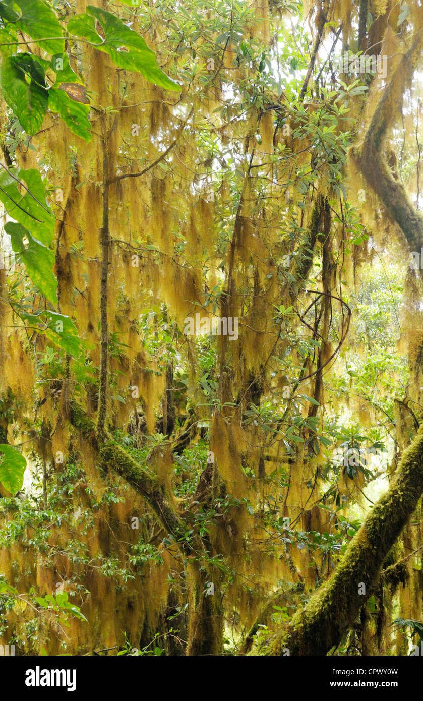 Orange Usnea sp. epiphytes in high elevation oak cloudforest, Cerro de la Muerte, Costa Rica Stock Photo