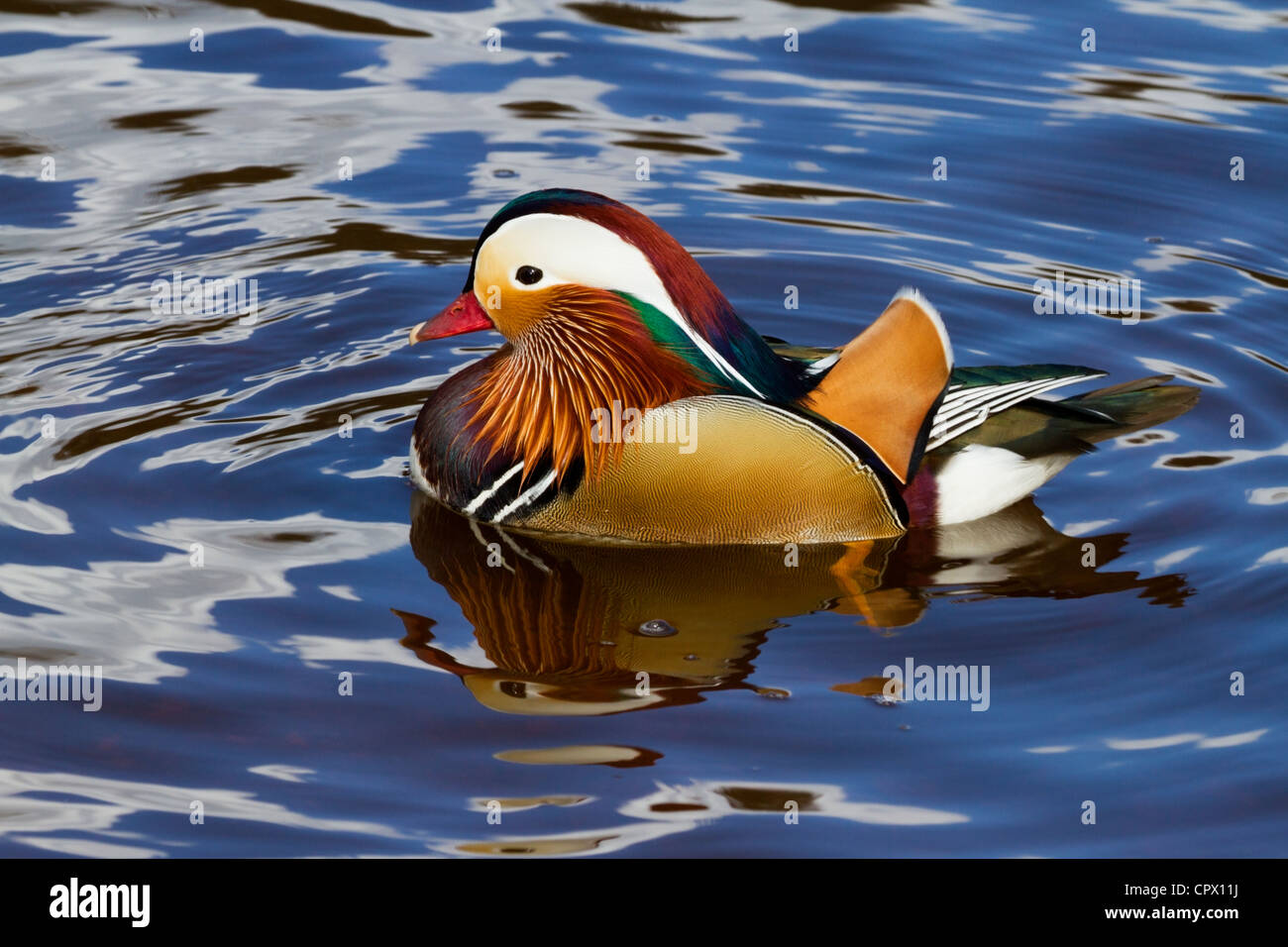 Mandarin duck Aix galericulata Mandarin ducks in Britain are the