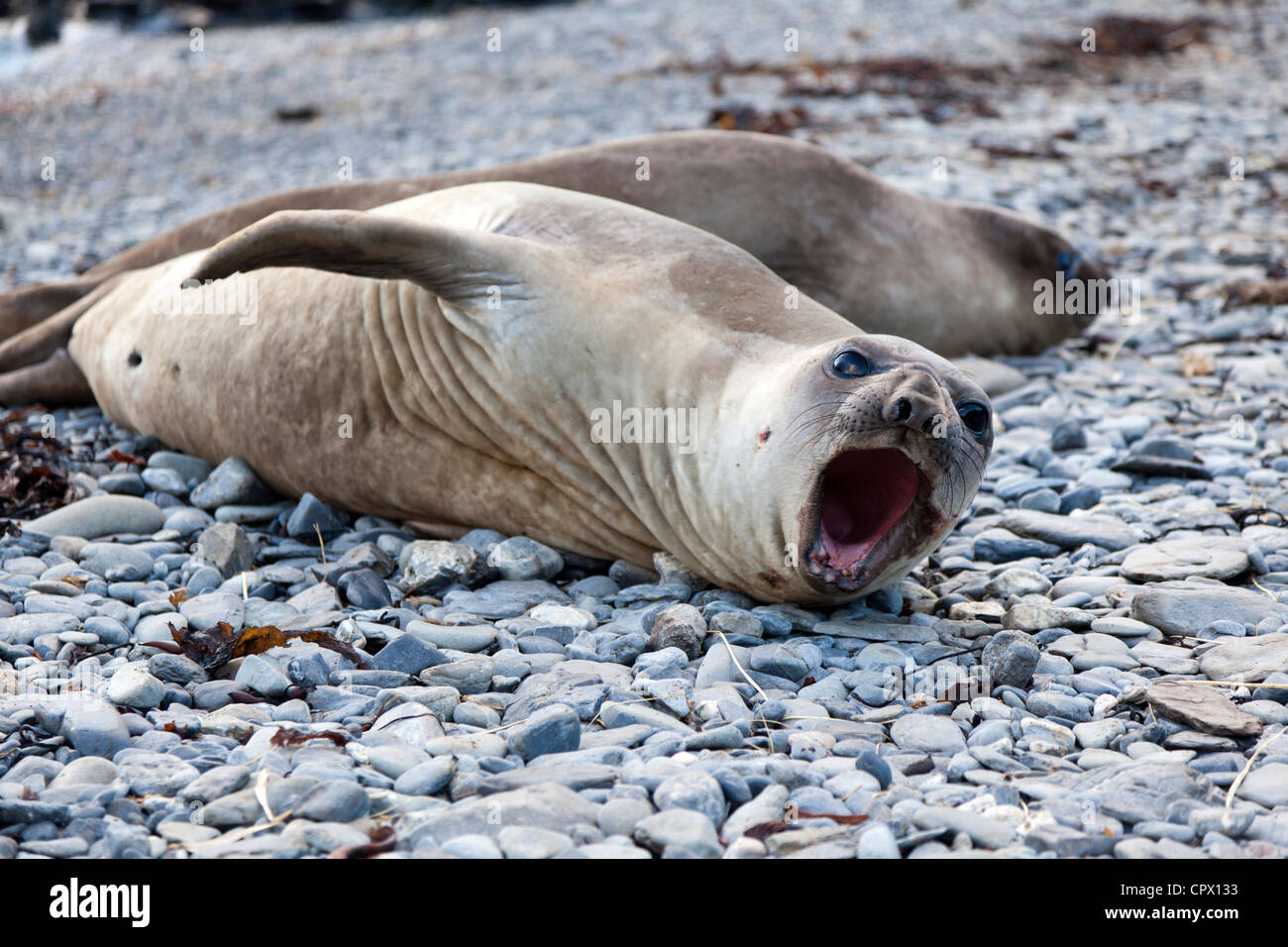 Weaner elephant seals at Maiviken harbour, South Georgia Island Stock Photo