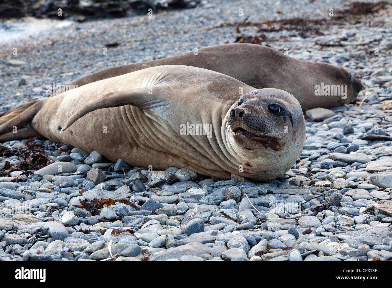 weaner elephant seals at Maiviken harbour, South Georgia Island Stock Photo