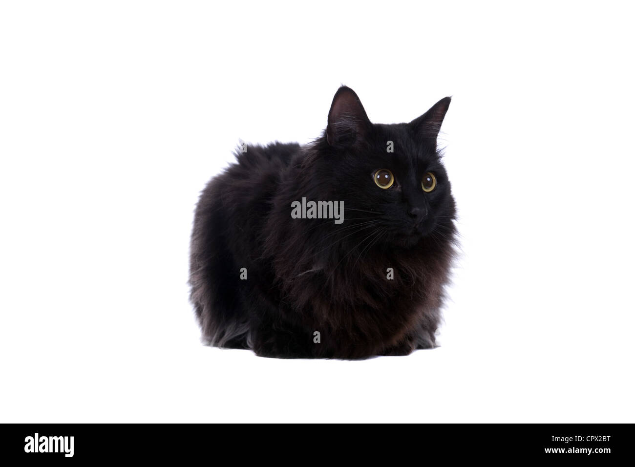 young black cat, sitting in front of white background Stock Photo - Alamy