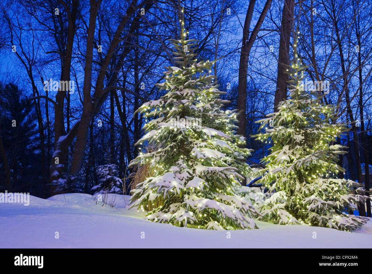 Christmas Tree Snow Lights Outdoors Stock Photos & Christmas Tree Snow
