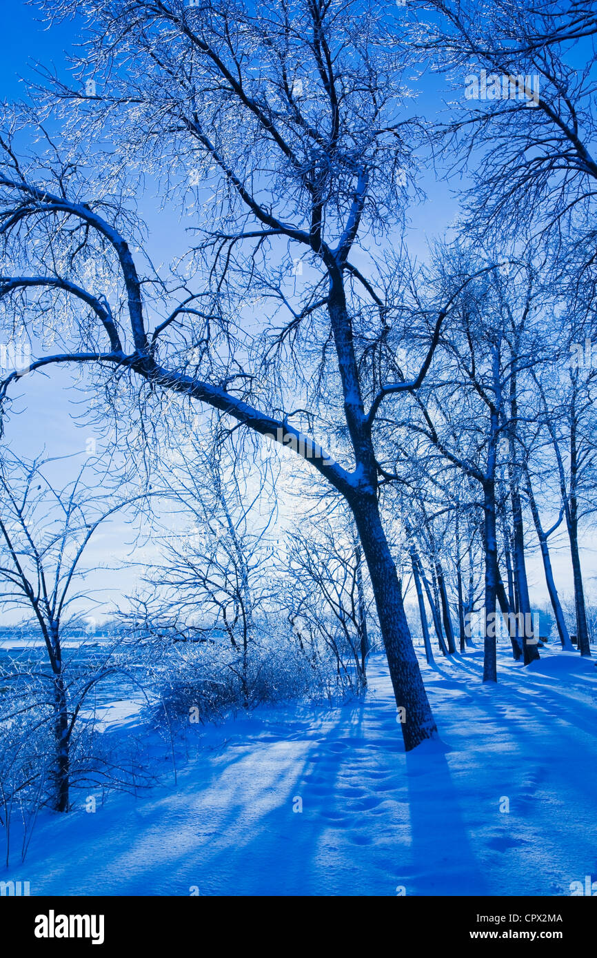 Bare trees, Ile St Jean, Terrebonne, Lanaudiere, Quebec, Canada Stock