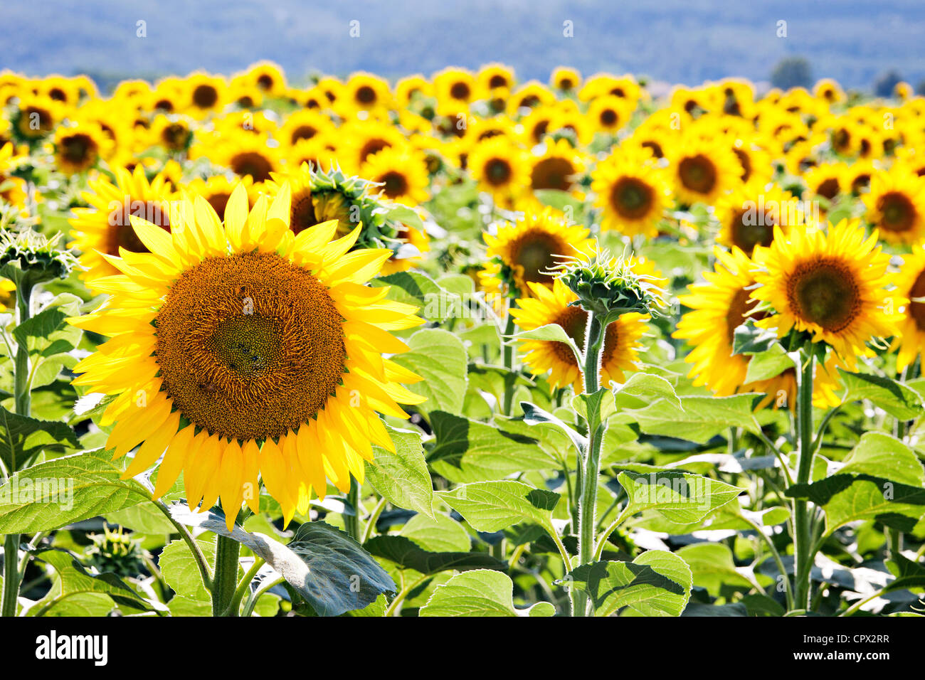Field of sunflowers, close up Stock Photo