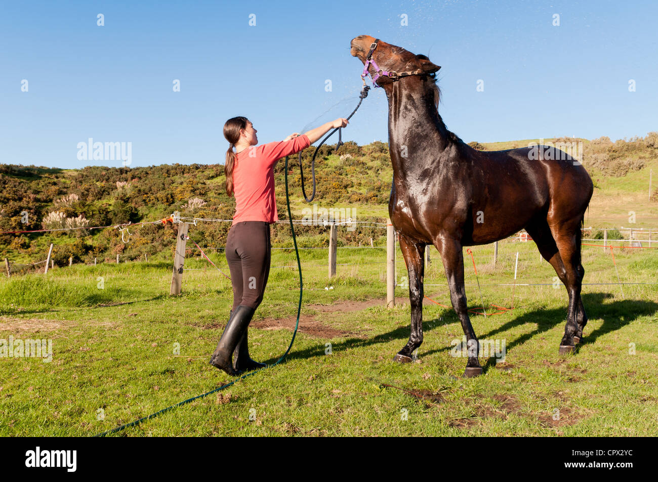 Mid adult woman washing horse with hosepipe Stock Photo